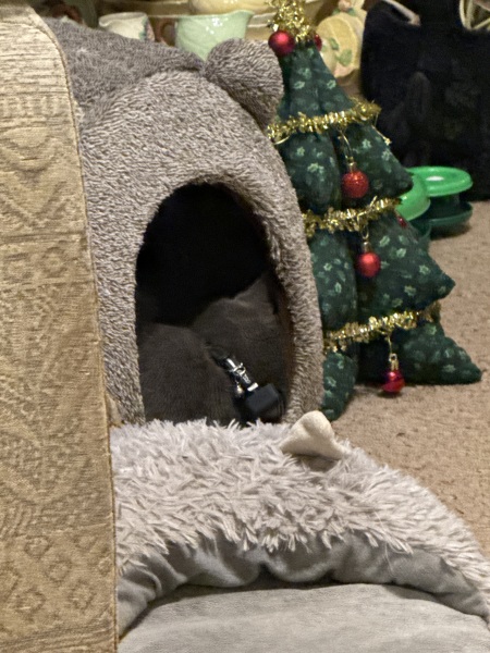 Trick or Cat Treat? The Excellent Cats do Halloween