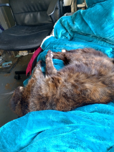 Trick or Cat Treat? The Excellent Cats do Halloween