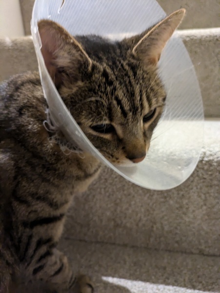"Sludgy" bladder - anyone else's cat had this?