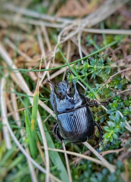 Bluestocking: Do androids dream of electric hair?