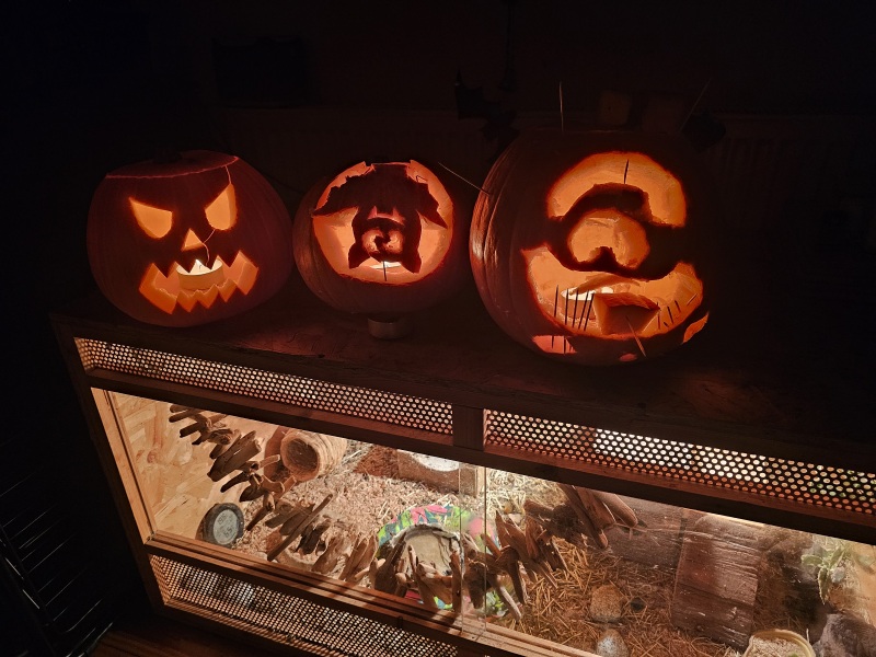 Trick or Cat Treat? The Excellent Cats do Halloween