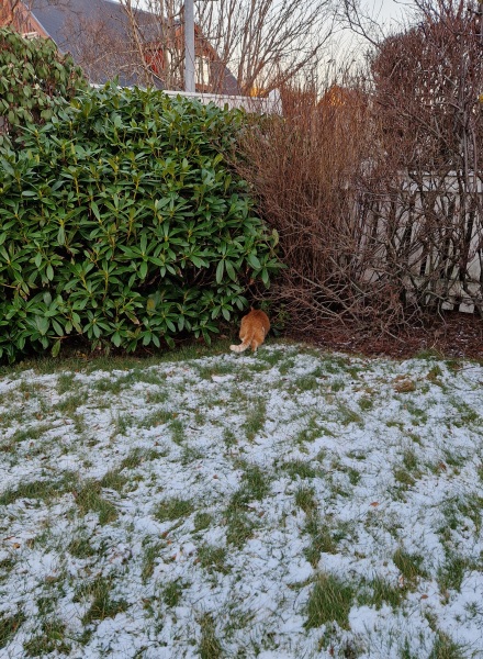 Trick or Cat Treat? The Excellent Cats do Halloween