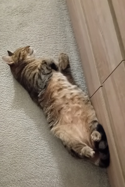 If your cat did OLD, what profile picture would she/he use?