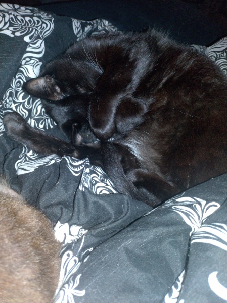 Trick or Cat Treat? The Excellent Cats do Halloween