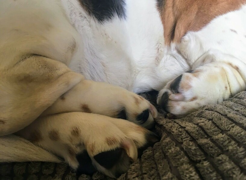 Thread 11 Starmer: Will that Phone Call Be To Harris or to Trump? (the decidedly superior looking cats thread)