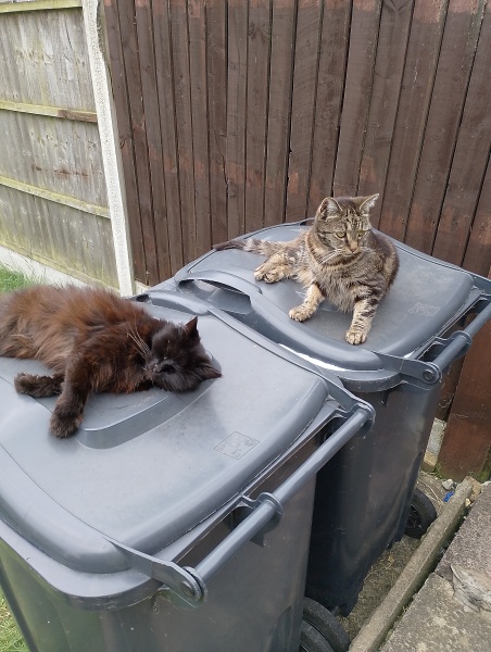 If your cat did OLD, what profile picture would she/he use?