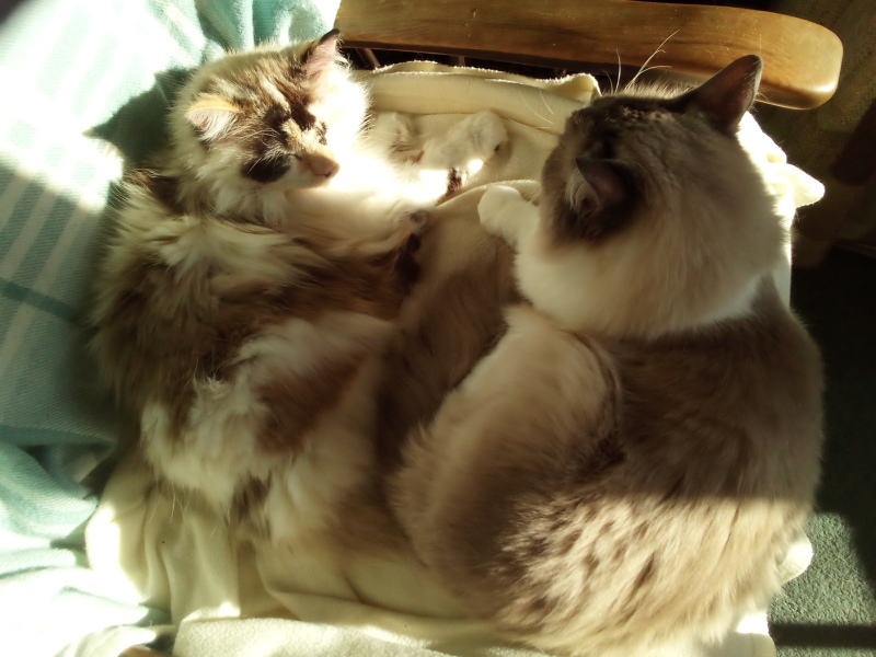 Trick or Cat Treat? The Excellent Cats do Halloween