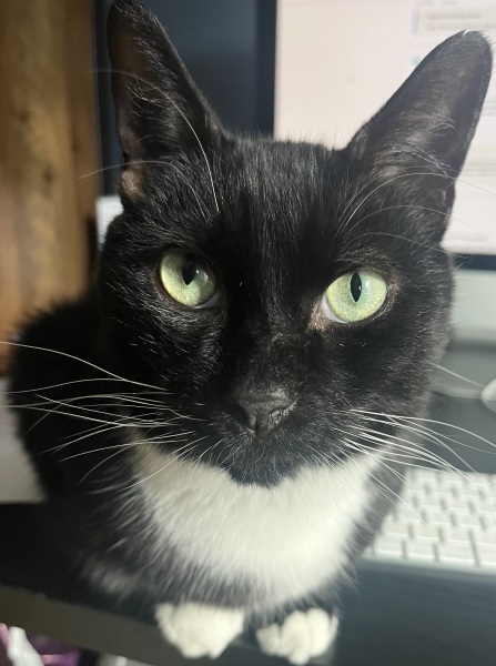 Any tips for moving house with a cat please?