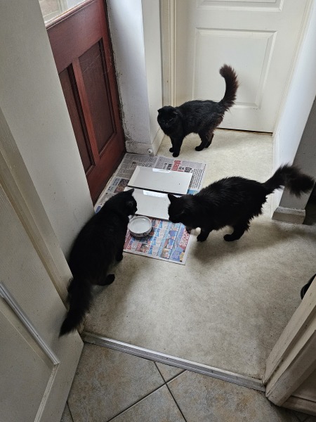 Need LOTS of advice - recently adopted 3 kittens