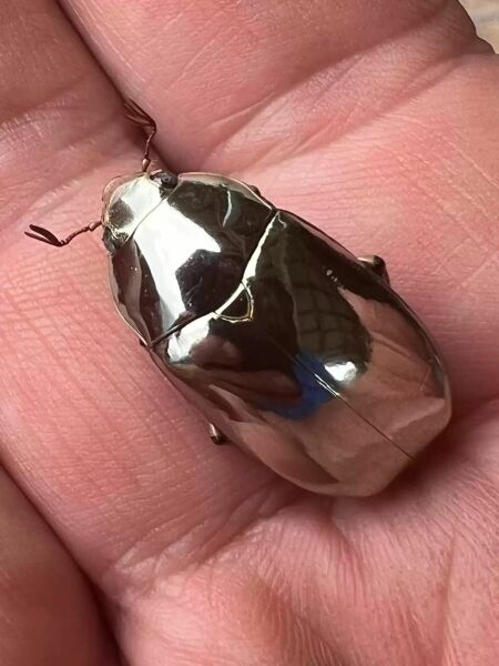 Bluestocking: the one where Boiled gets to the bar first!