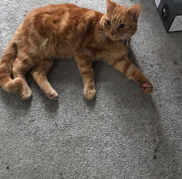 To think you don't just take random cats home?