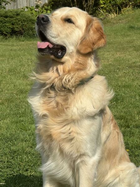 Golden retriever?