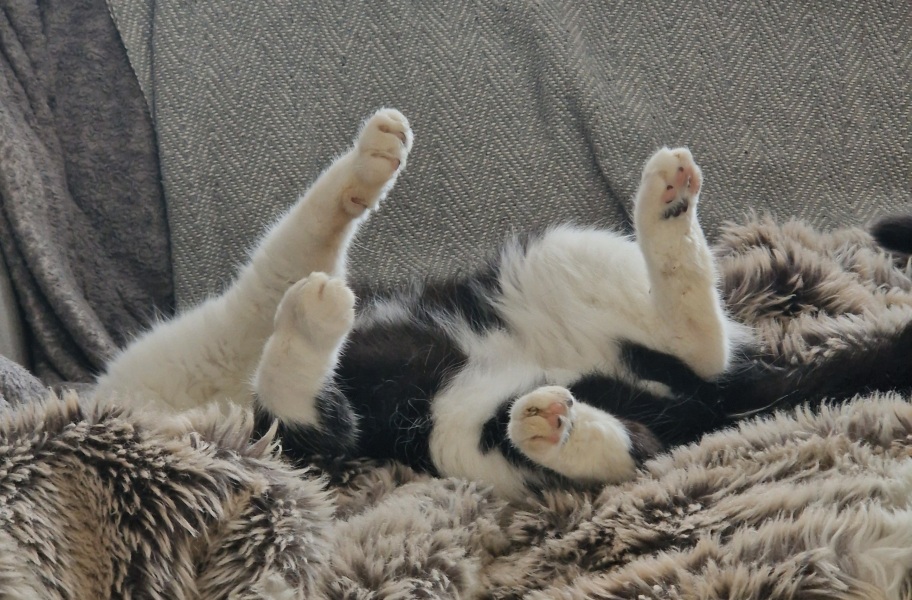 Is my cat nearing the end of his life?