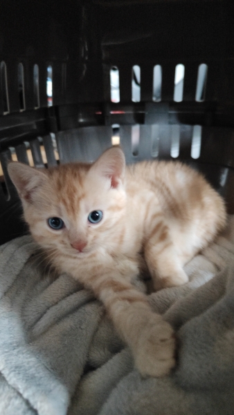 DLA WAIT TIMES THREAD 55