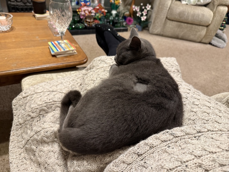 Tinsel, Glitter and Baubles - the Excellent Cats prepare to knock Everything off your Christmas Tree