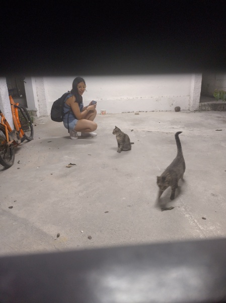 Trick or Cat Treat? The Excellent Cats do Halloween