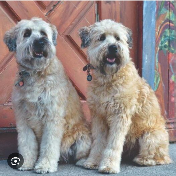 Which breed?