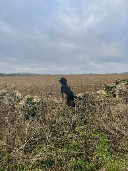 Adolescent Dog Survival Thread - Bark the Herald, furry angels sing!