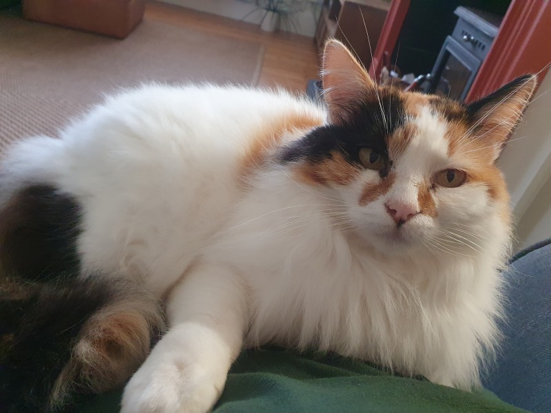 If your cat did OLD, what profile picture would she/he use?