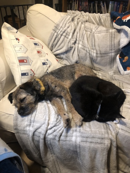 Best breed of dog for first time owner