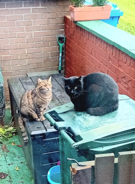 Trick or Cat Treat? The Excellent Cats do Halloween