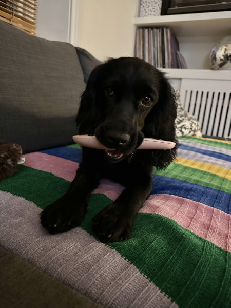 Adolescent Dog Survival...Sharing Tips & Tails
