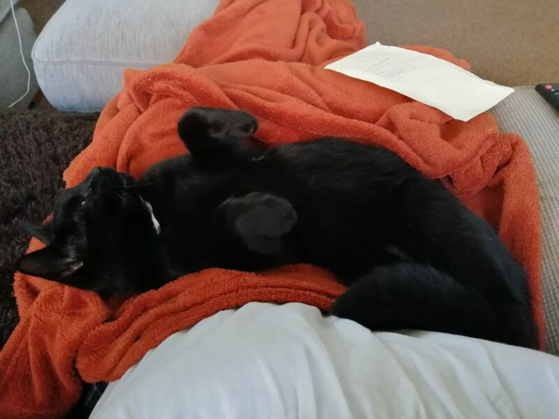 Tart cat.