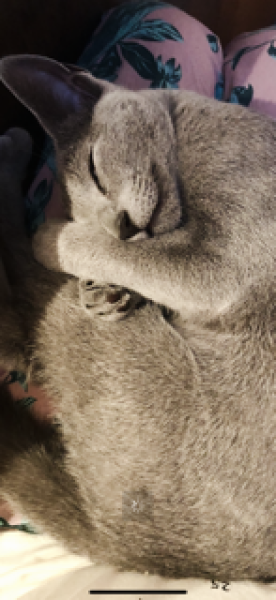 What’s wrong with my cat…