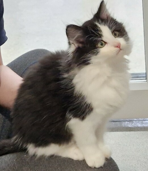 Long haired cat care