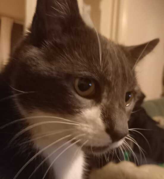 what is your cat obsessed with?