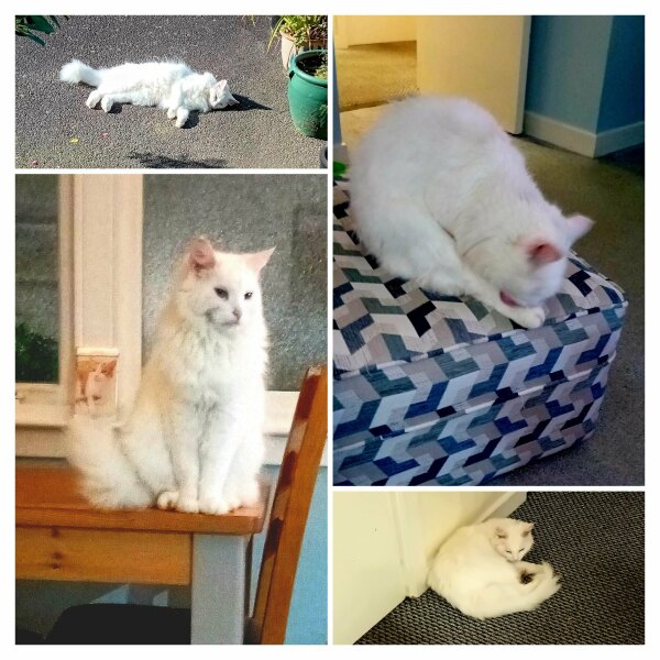 Trick or Cat Treat? The Excellent Cats do Halloween