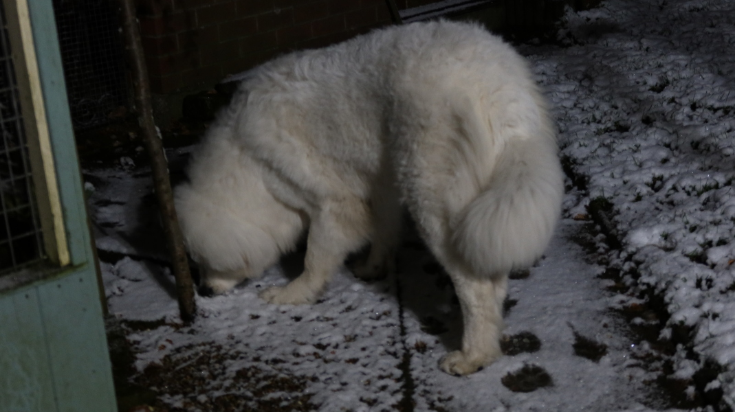 It’s snowing ❄️