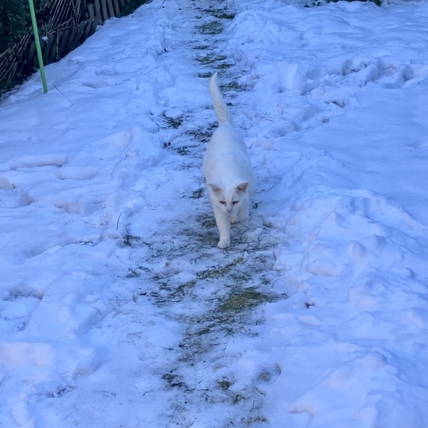 Cats outside in winter