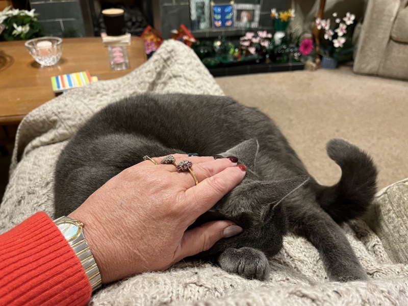 Trick or Cat Treat? The Excellent Cats do Halloween