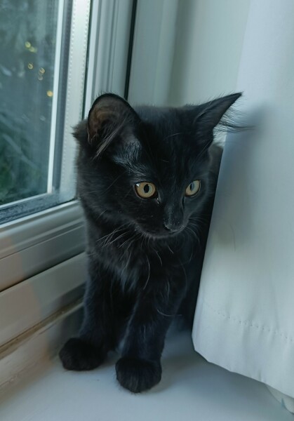 Need LOTS of advice - recently adopted 3 kittens