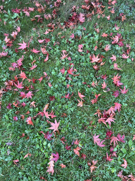 The Nigel Slater Christmas Chronicles Readalong 2024