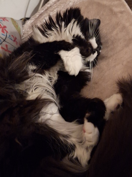 Question about Heated Cat Pads