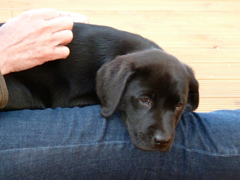 Which breed?