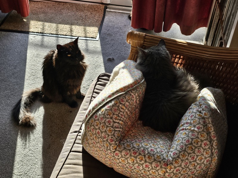 Trick or Cat Treat? The Excellent Cats do Halloween