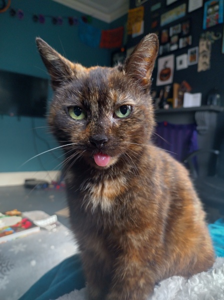 Tinsel, Glitter and Baubles - the Excellent Cats prepare to knock Everything off your Christmas Tree