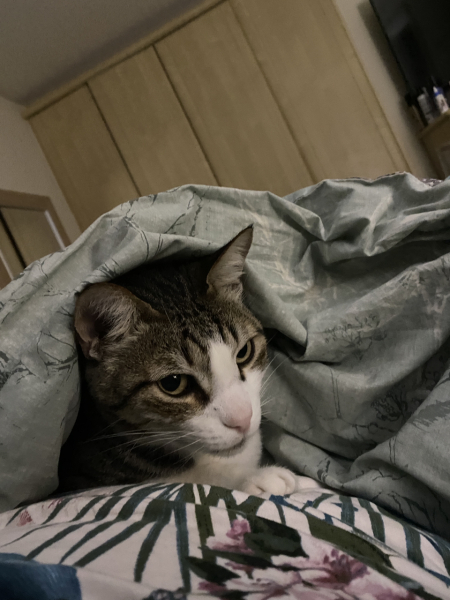 Why doesn't my cat want to go to bed?