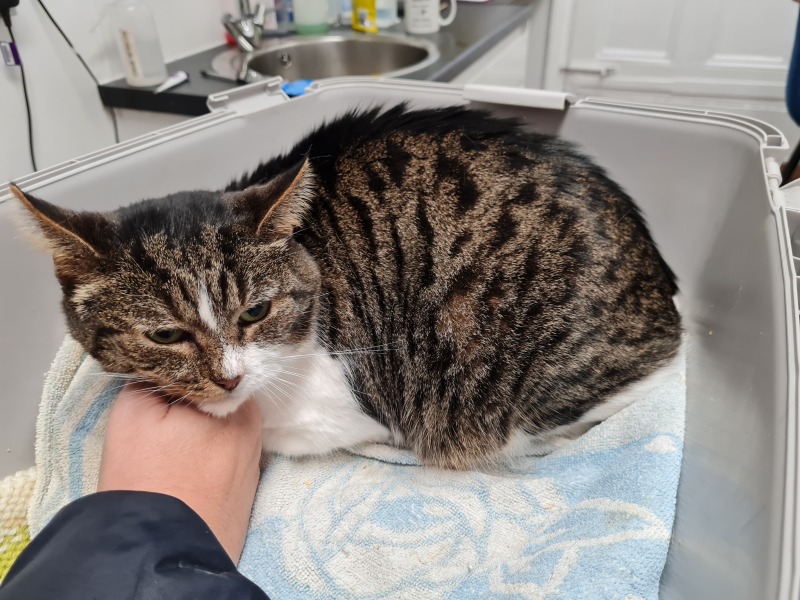 Trick or Cat Treat? The Excellent Cats do Halloween