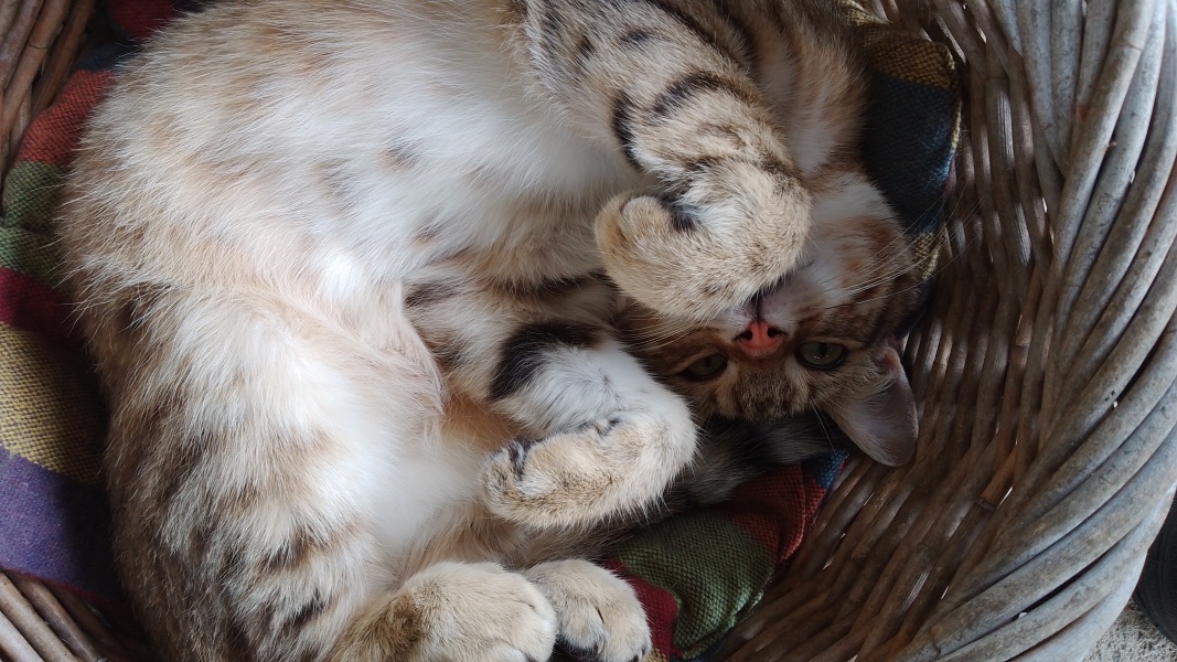 If your cat did OLD, what profile picture would she/he use?