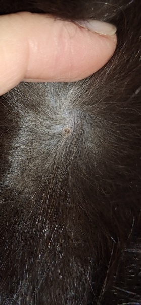 Cat covered in little scabs