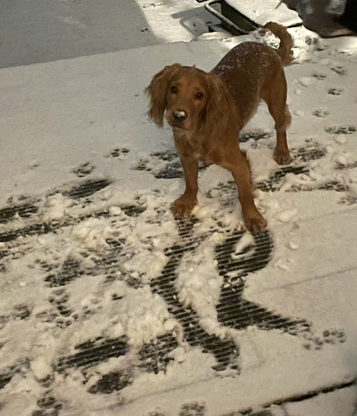 Adolescent Dog Survival...Sharing Tips & Tails