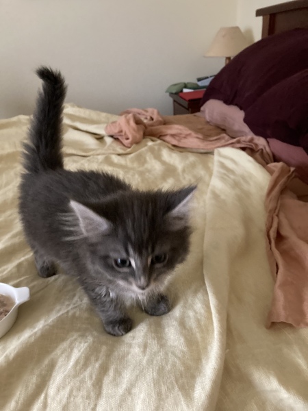 Enter Cat Four