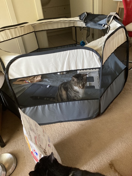 Trick or Cat Treat? The Excellent Cats do Halloween