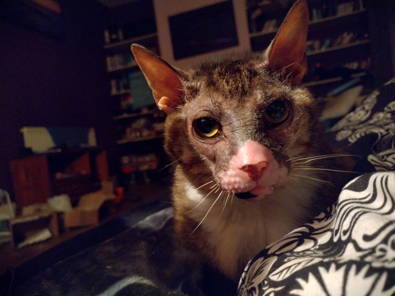 Trick or Cat Treat? The Excellent Cats do Halloween