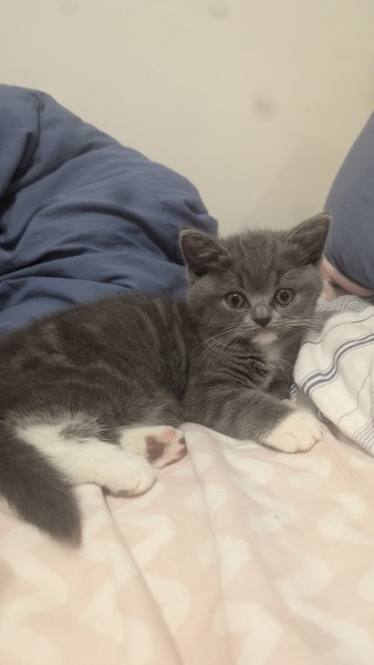 Where do you put litter tray if you have no utility room?