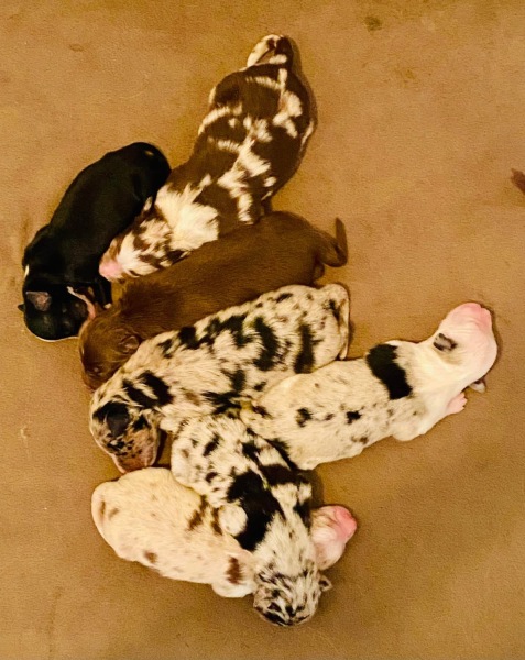 Adolescent Dog Survival Thread - Bark the Herald, furry angels sing!